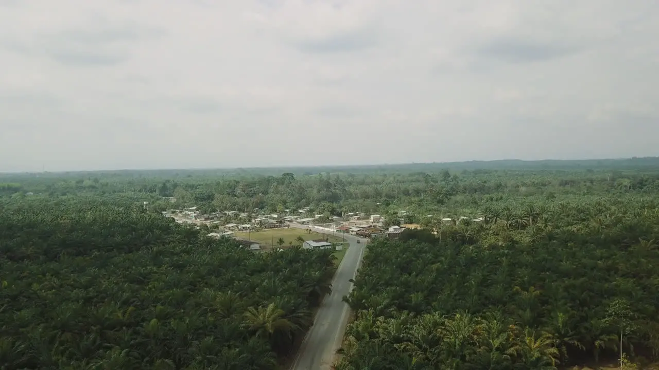 Palm tree plantation in the ecuatorian areo of el choco