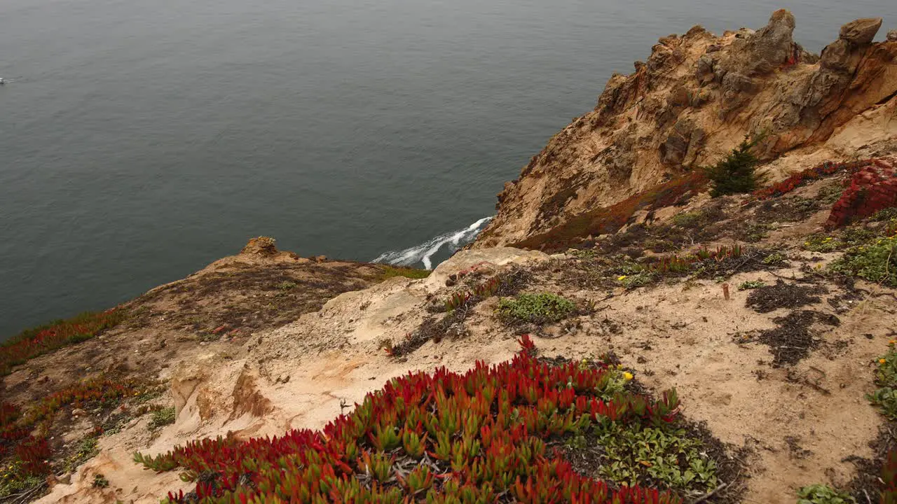 Panning shot peering over the edge of a Point Reyes cliff to the ocean below with red ice plant in the foregroound