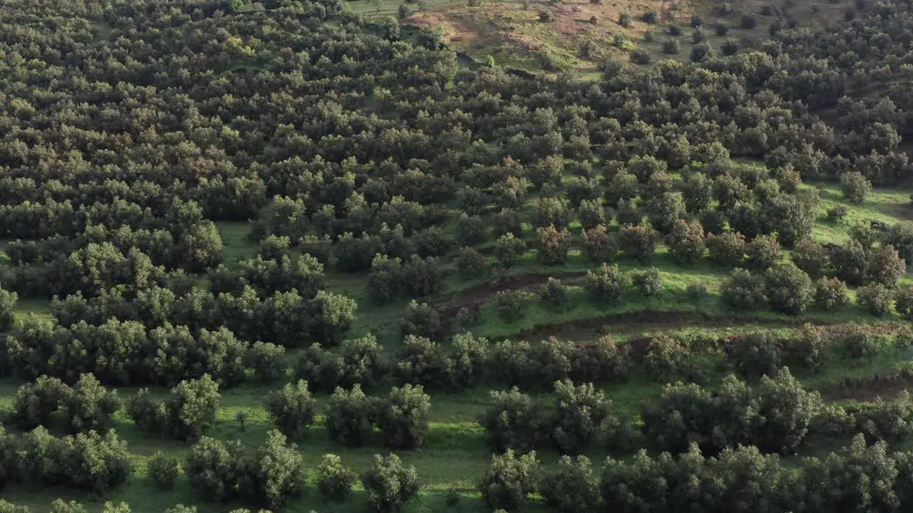 DRONE SHOT AVOCADO FIELDS IN URUAPAN