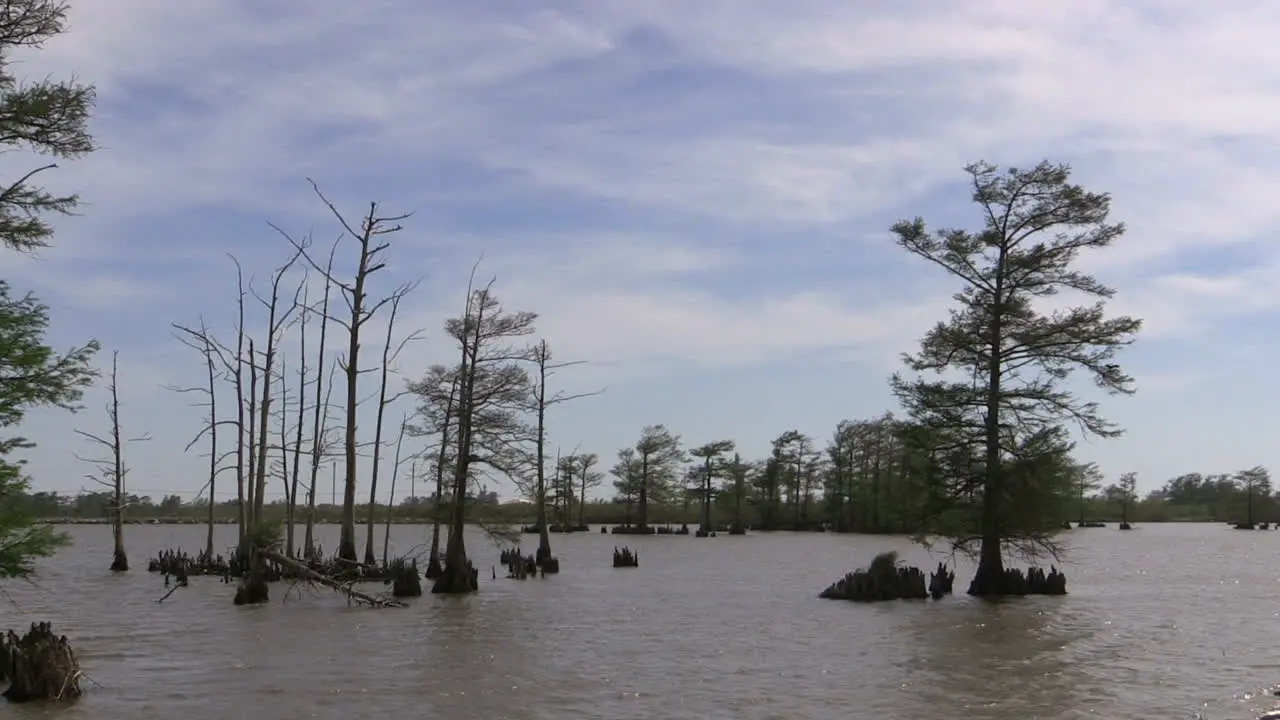 Louisiana Cypress Trees In Water Near Venice