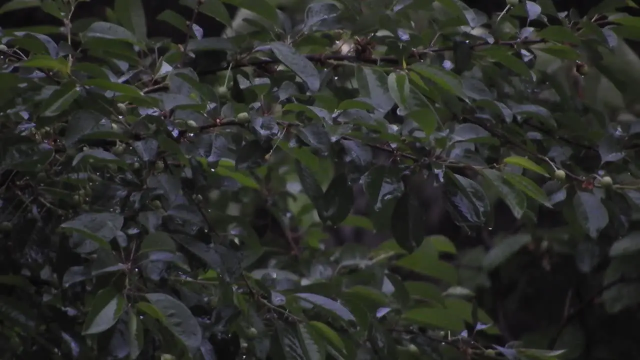 Heavy rain over tall green trees