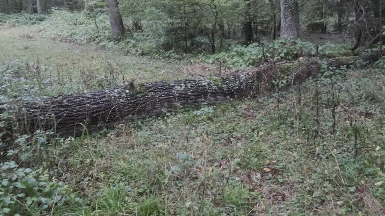 tree fallen in forest after storm v4