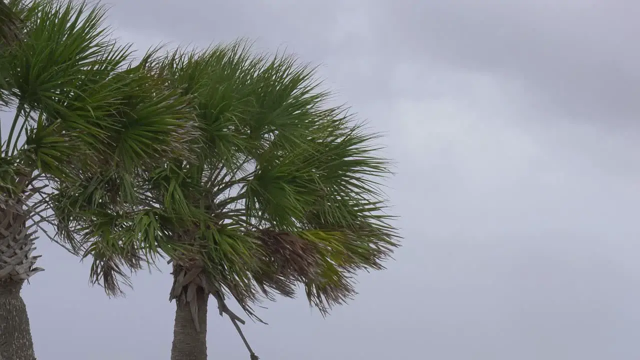 Close up of palm trees blowing in a very strong wind