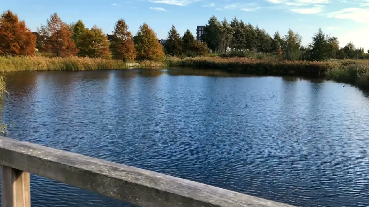 Movement on the bridge over the lake overgrown with reeds