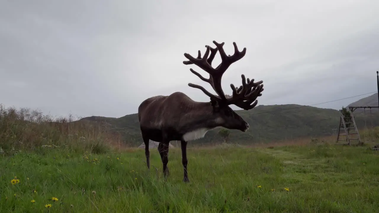 Lone Reindeer Standing On Grassy Field On A Cloudy Day close up