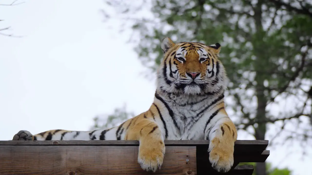 Majestic tiger laying on top of wooden construction and relaxing on an overcast day