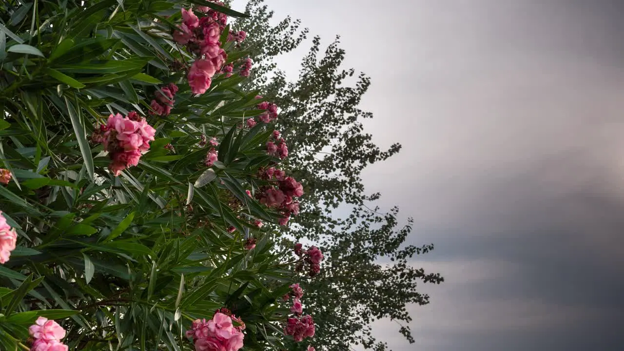 Low angle time lapse medium shot of a Nerium tree with stormy clouds in the background