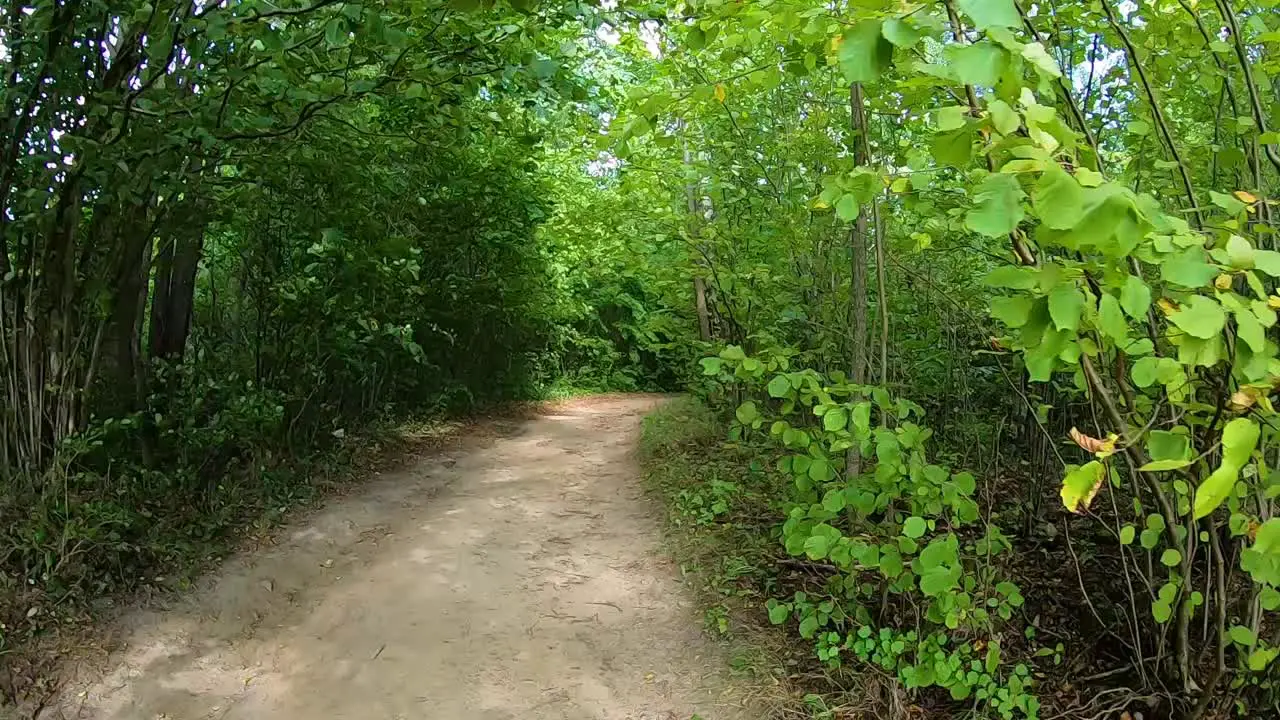 Country road that goes in the forest