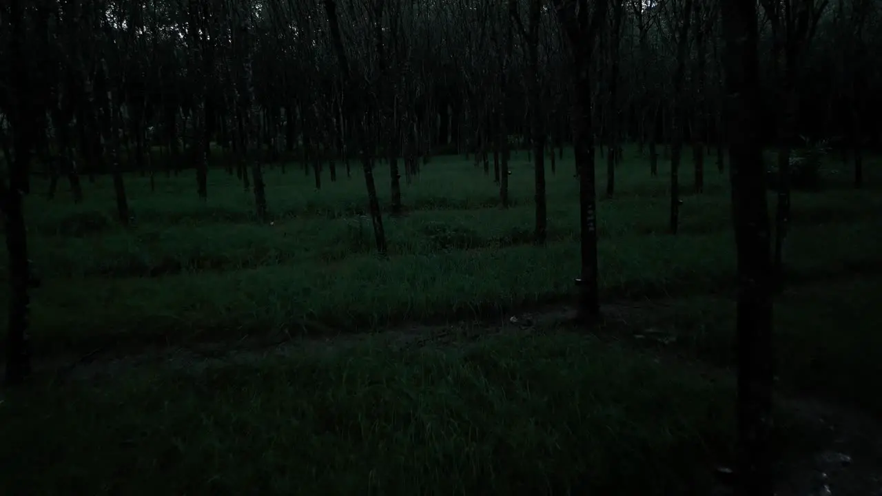 Dark Scene Monoculture Rubber Tree Plant at Night Early Morning Tapping of Rubber Tree Latex Production Under the Moonlight