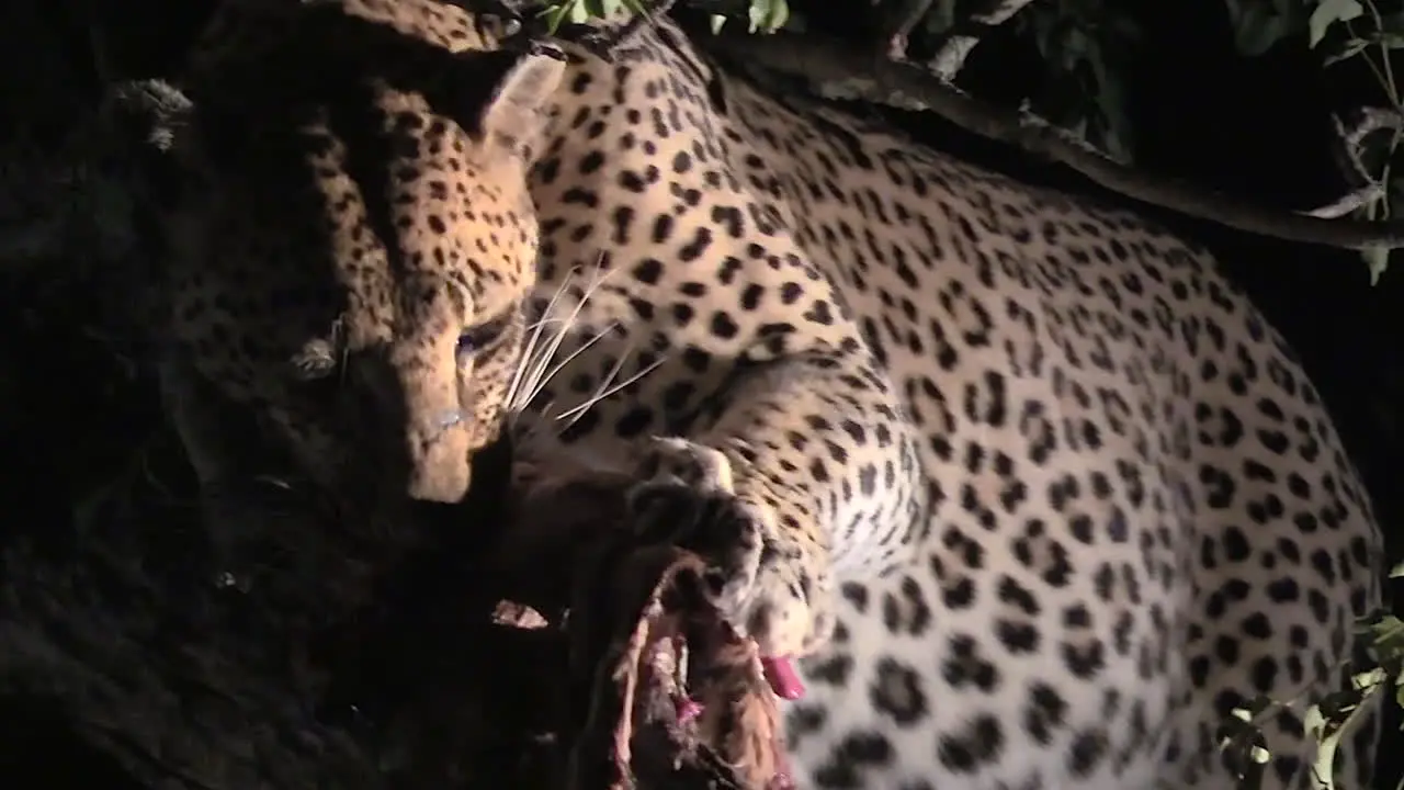 Big male leopard feeding on kill in tree at night