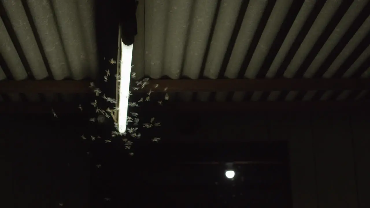 Swarm of mayflies flapping and fluttering around the glow of an electric light at night with geckos in the shadows trying to catch and eat them