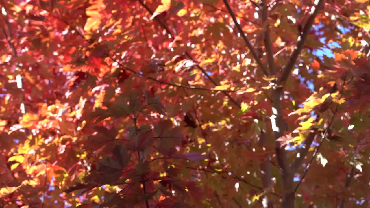 4K_Autumn stock footage video capturing light colors and motion