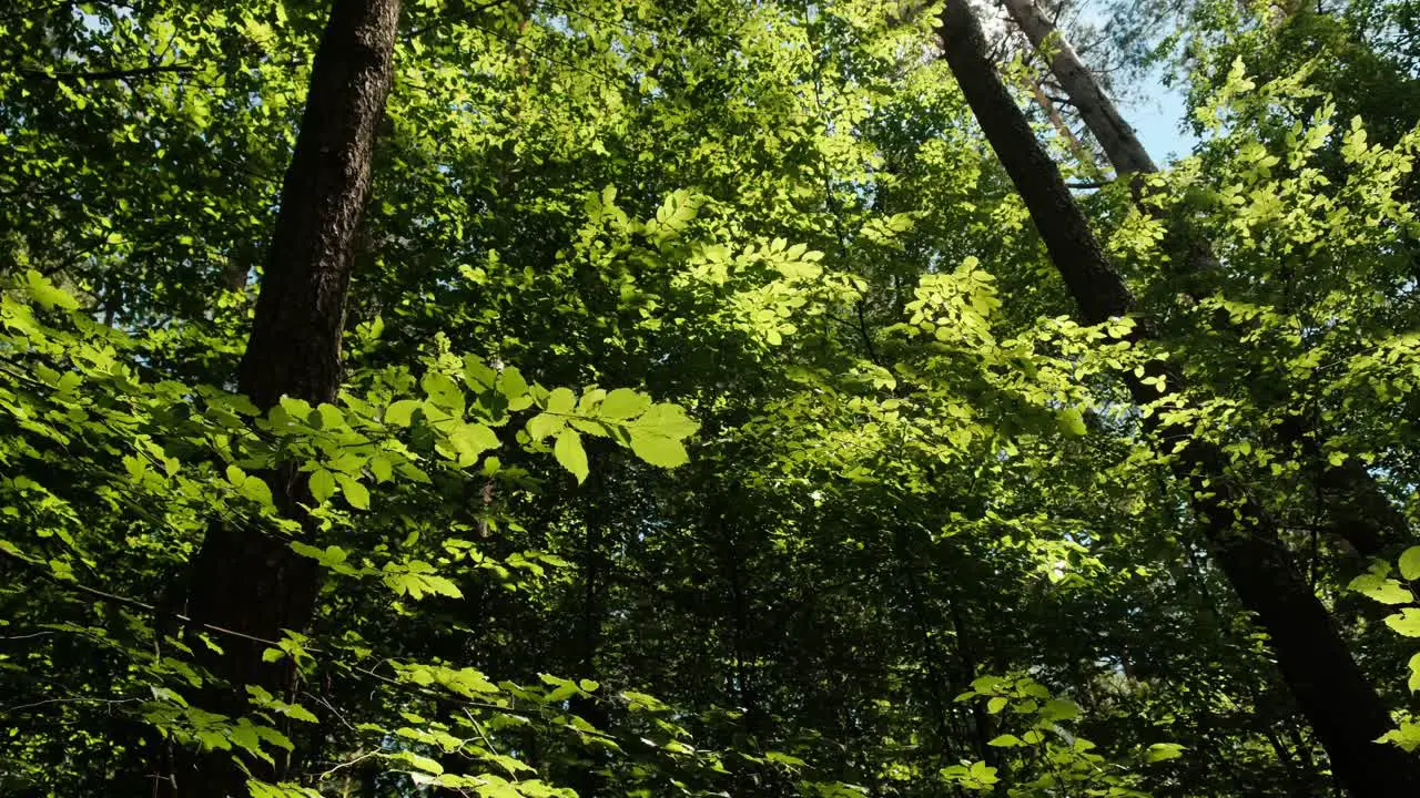 Beautiful green leaves forest in daytime