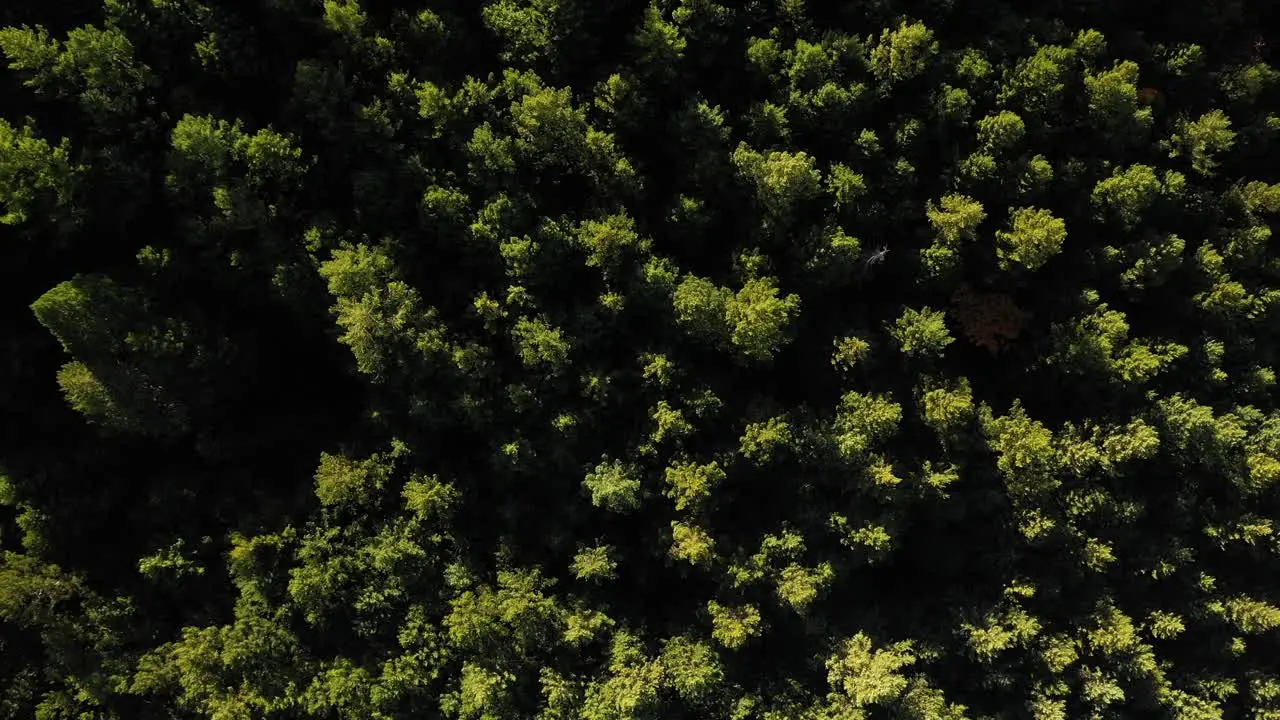 Aerial view looking down on a moody green forest