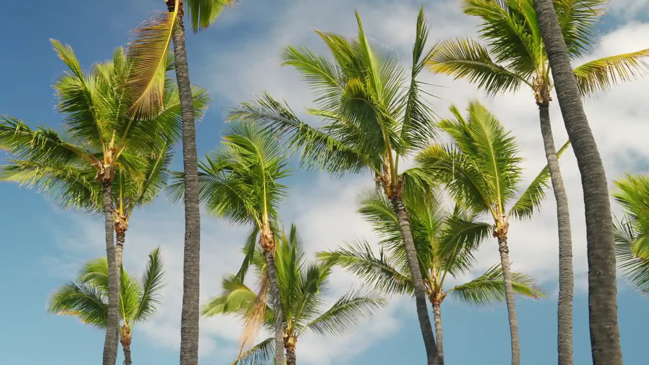 Wind breezing through the tall palm trees of Hawaii