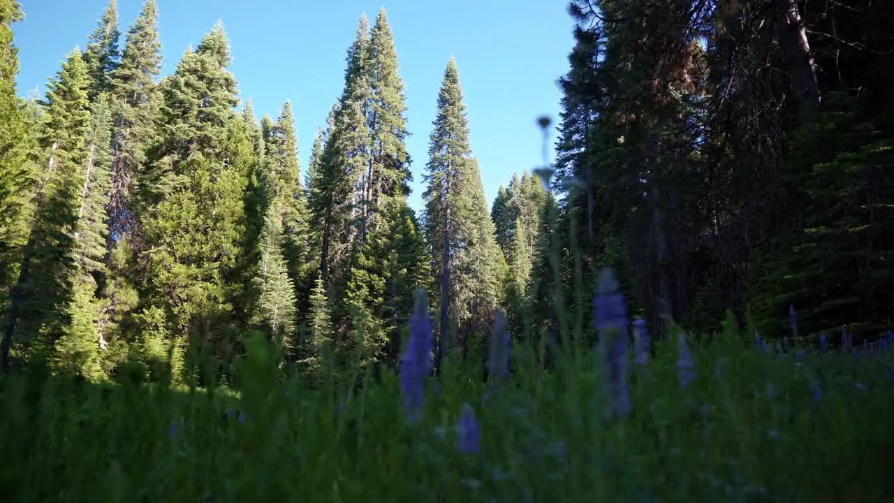 A tilt up shot of a beautiful green meadow with purple wildflowers surrounded by a large pine tree forest near Yosemite in California on a warm summer day