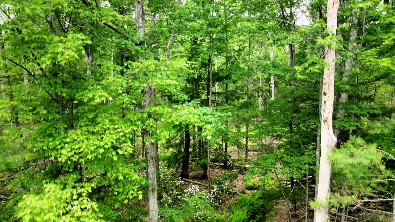 Rising above the trees in the catskill mountains during summer