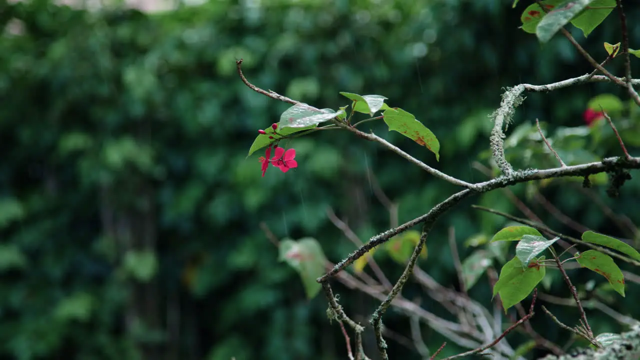 Rain falling on the leaves and pink flowers of a Jatropha tree in slow motion