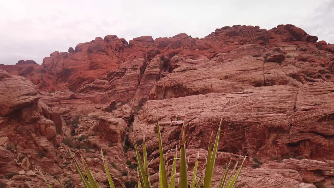 Gimbal shot booming up from desert plant to sandstone rock formations in Red Rock Canyon Nevada