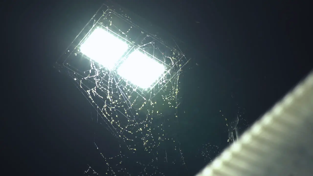 Massive spider web around lamp post covered in bugs above bus shelter