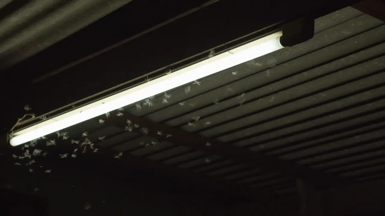 Swarm of mayflies attracted to glow of an electric florescent light in the night