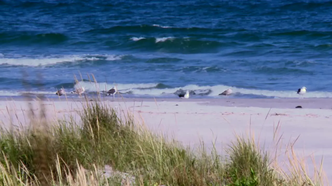 Sea Gulls On Shore With Crashing Waves In Blackwater National Wildlife Refuge Near Cambridge Maryland