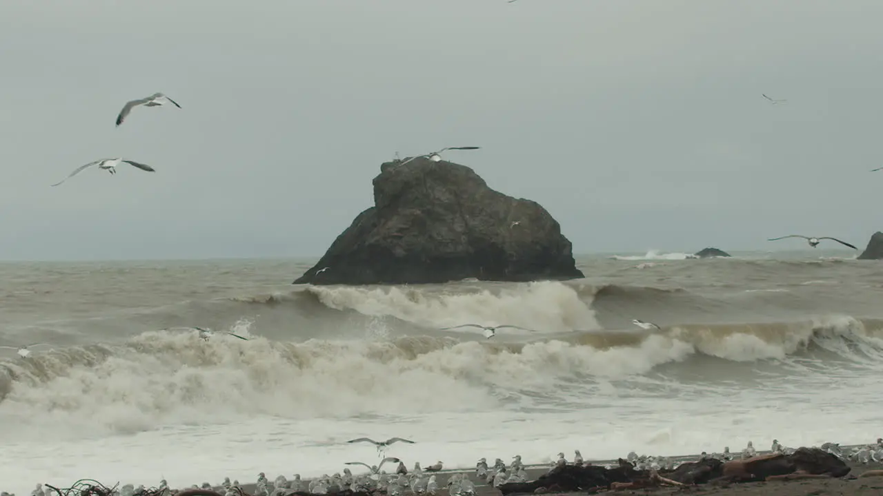 Slow motion wide shot of seagulls landing on the beach