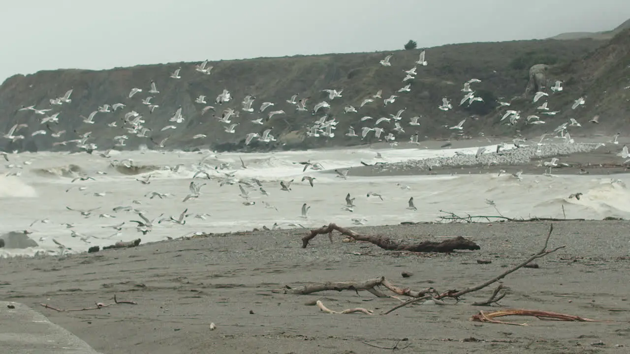 Slow motion wide shot of a flock of seagulls taking off