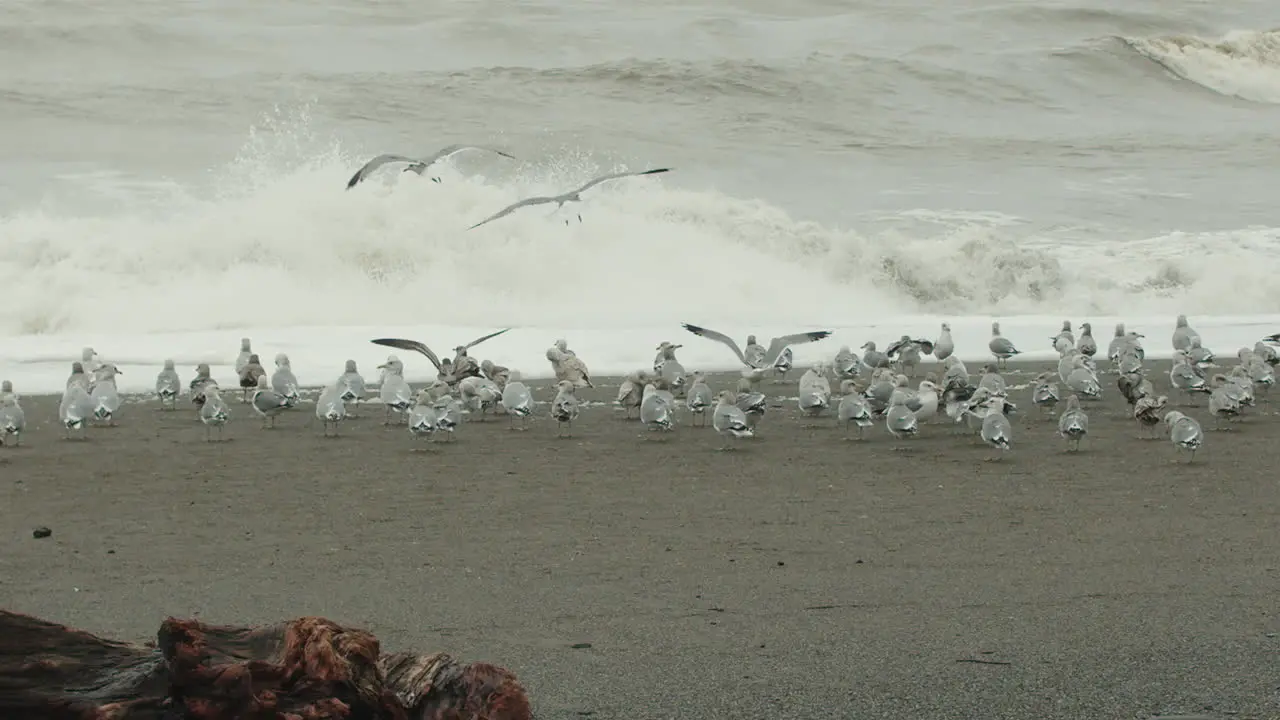 Slow motion wide shot of seagulls landing on the beach as waves crash in the background