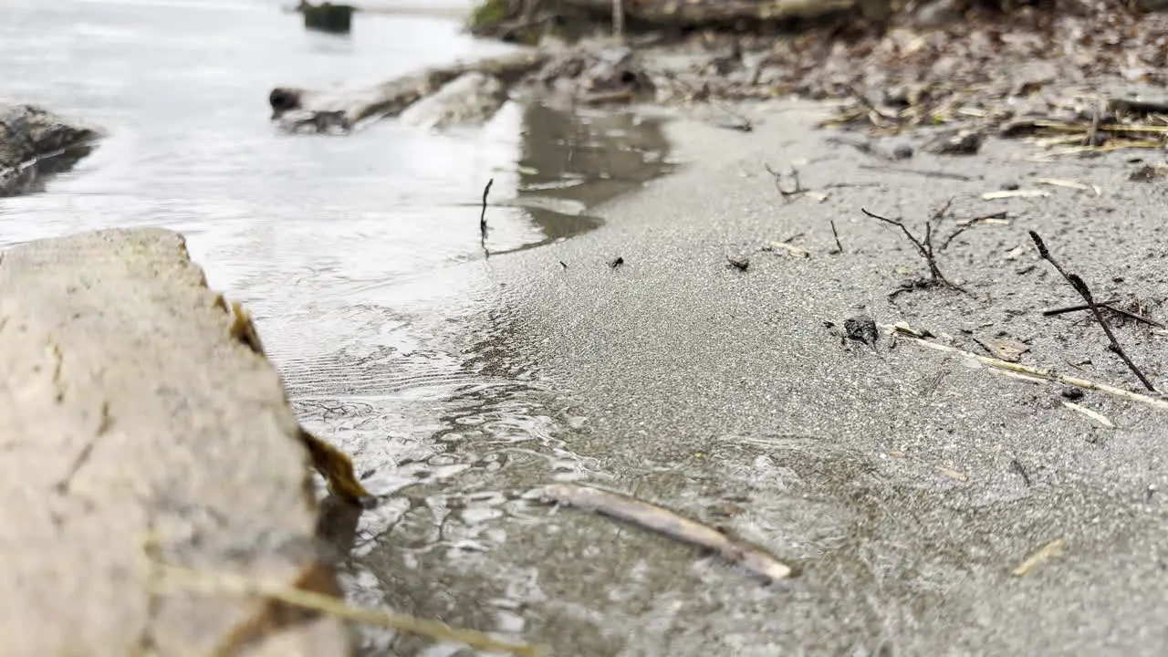 Gentle waves soothe shore with dry twigs scattered on sand close up