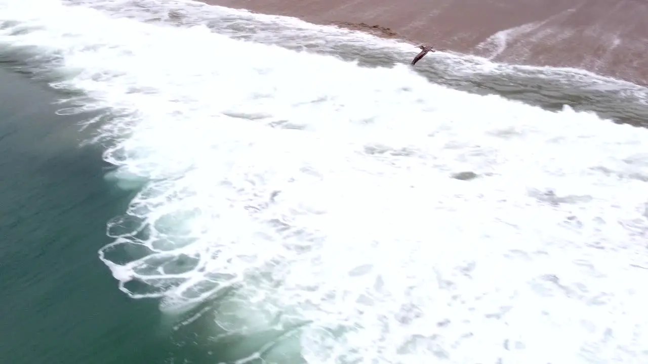 Aerial drone shot drone flying over and tracking a large sea bird in Point Mugu State Park Santa Monica California