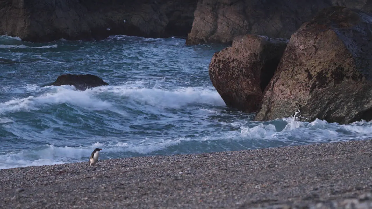 Waves Crashing Onto Boulders With Walking Fiordland Penguin On The Shore In New Zealand