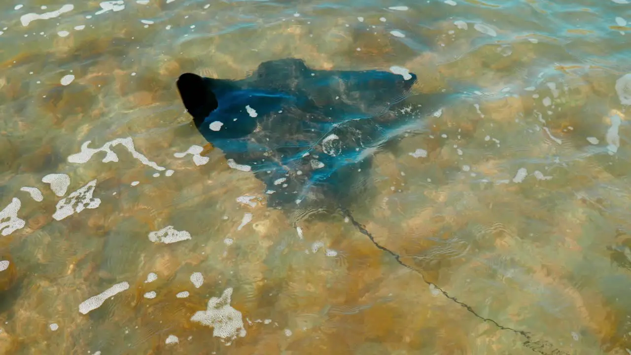 Observe the elegant Stingray as it gracefully moves beneath the ocean waves a mesmerizing underwater ballet in its natural habitat