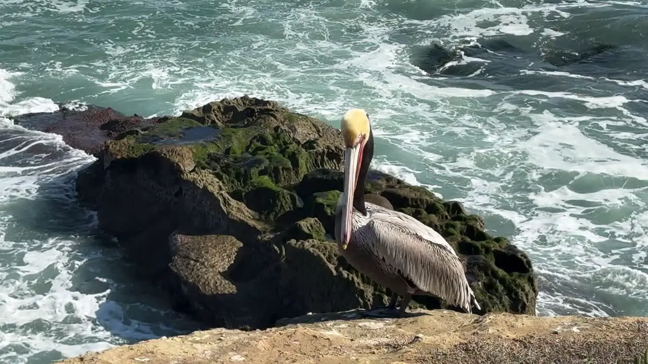 4K footage of Pelican on cliff turning towards camera