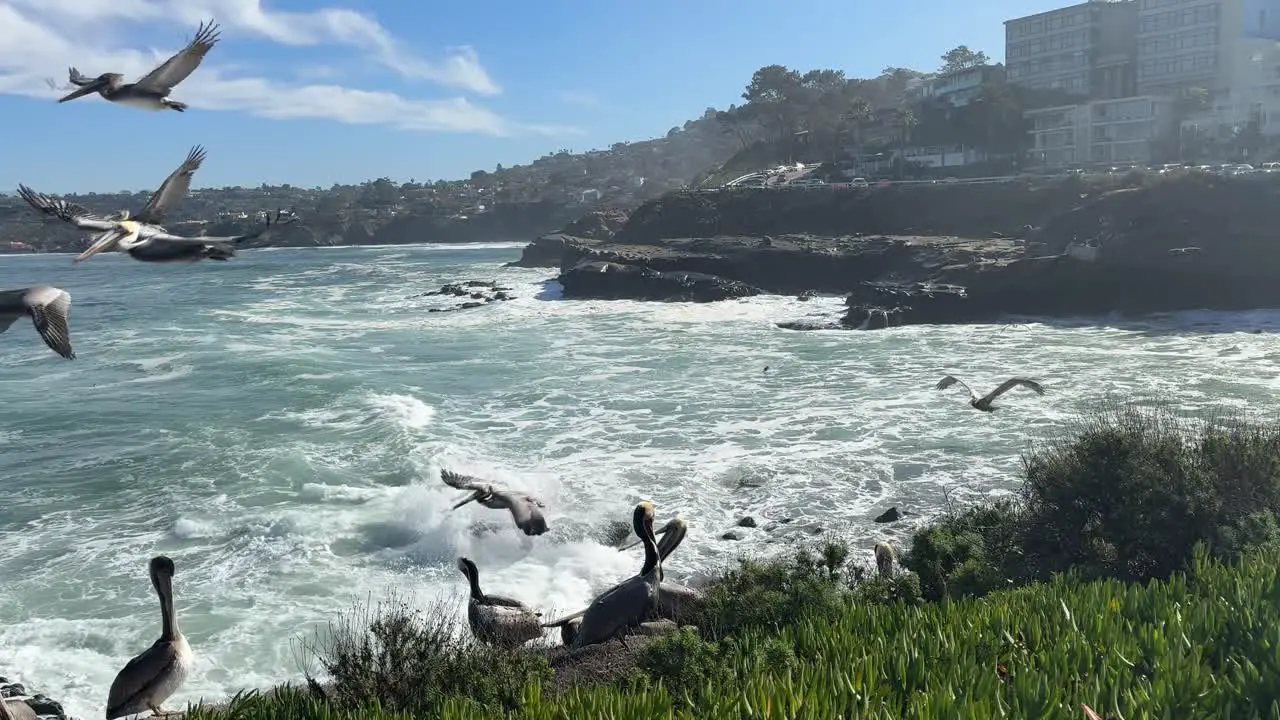 4K Slow motion footage of Pelicans on a cliff resting and flying by