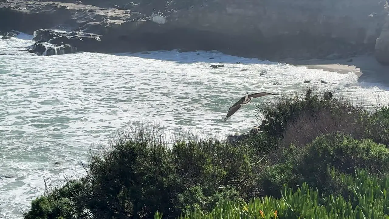 4K Slow motion footage of Pelicans on a cliff resting flying and landing