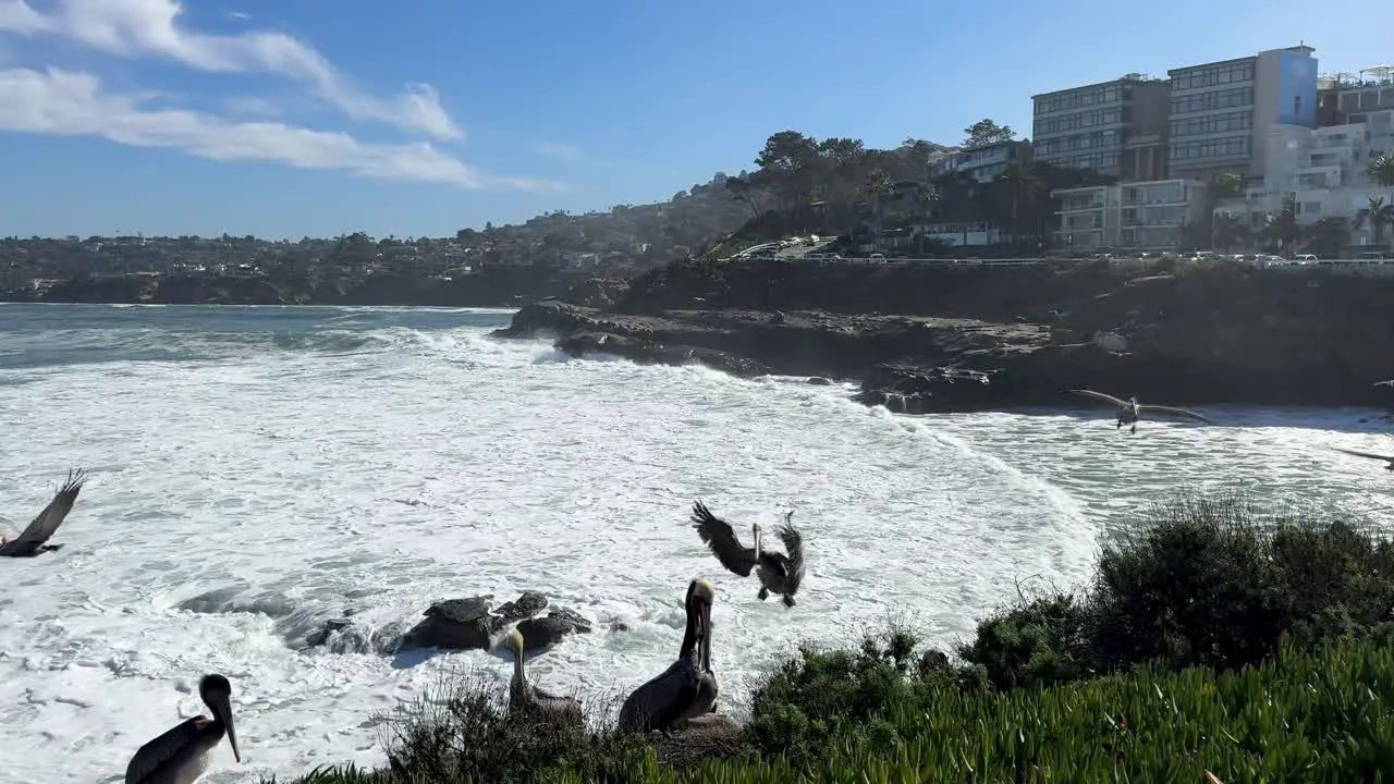 4K footage of Pelicans on a cliff resting flying and landing