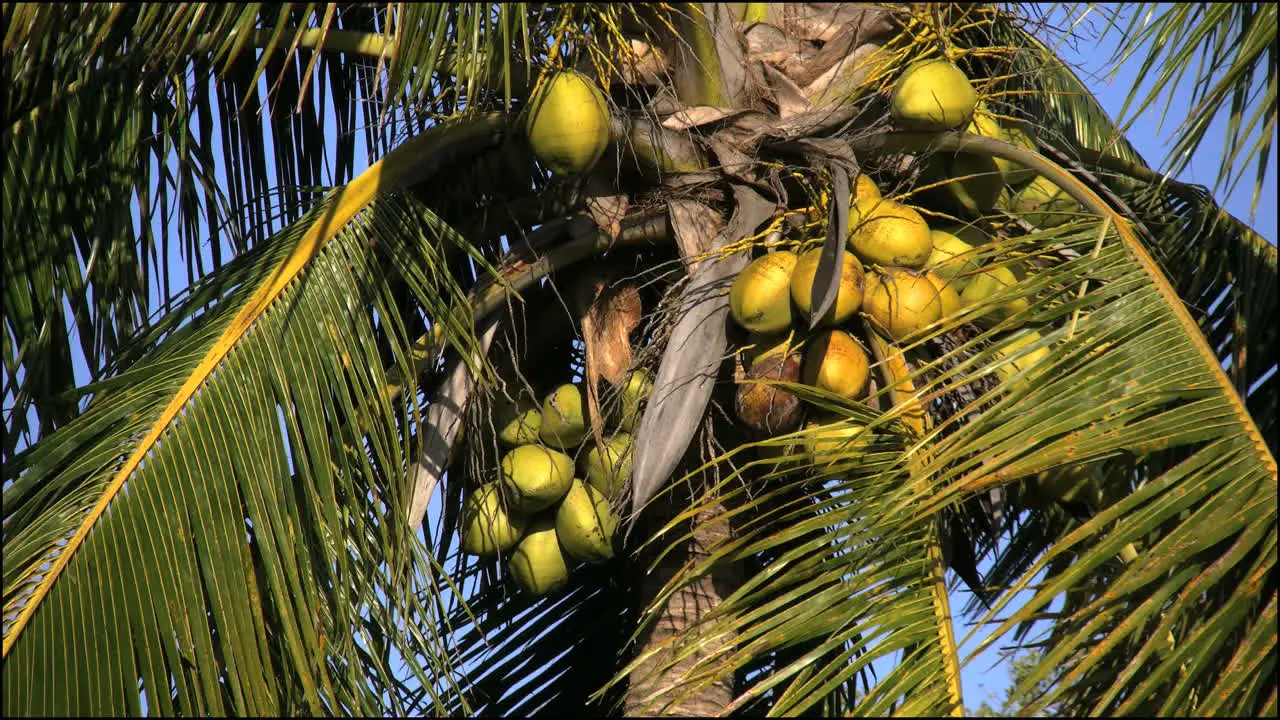 Florida Everglades Coconuts On Coconut Palm