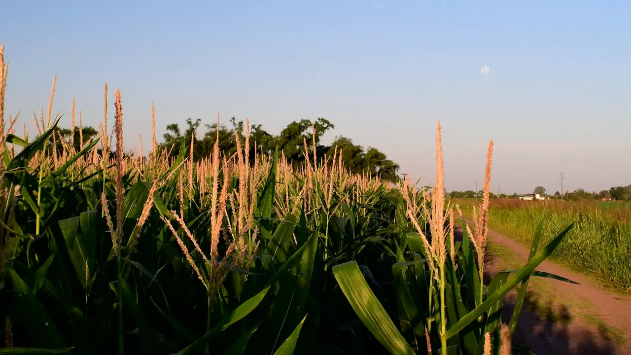 Landscape featuring corn crops in the foreground and a rural road leading to a distant grove a full moon visible in the sky