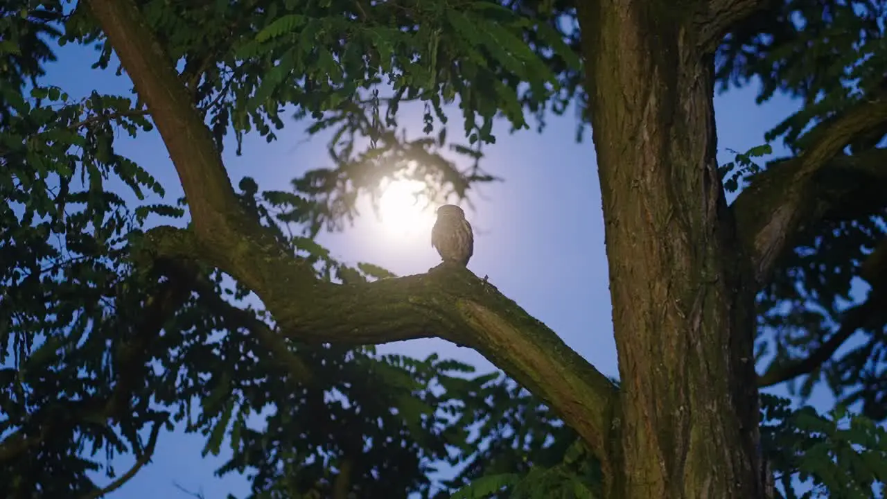 Little owl perched on tree branch against full moon light in the forest low angle shot