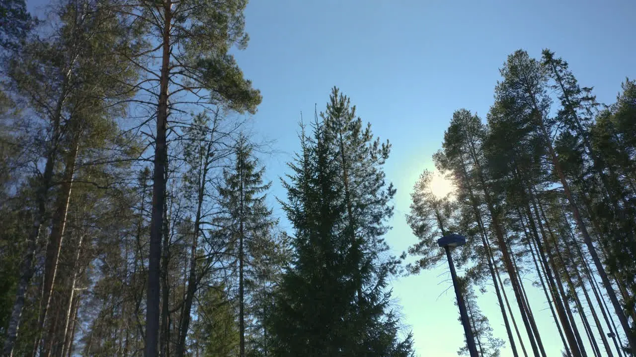 Tall trees under sunlit blue sky Katinkulta Vuokatti Finland Panning to moon over holiday club hotel