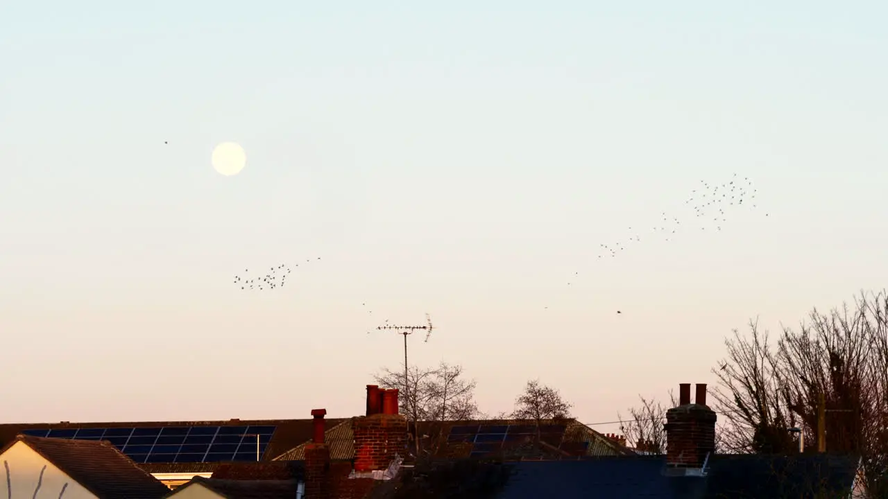 Flock of Birds flying at Sunset with a full moon in the sky slow motion shot