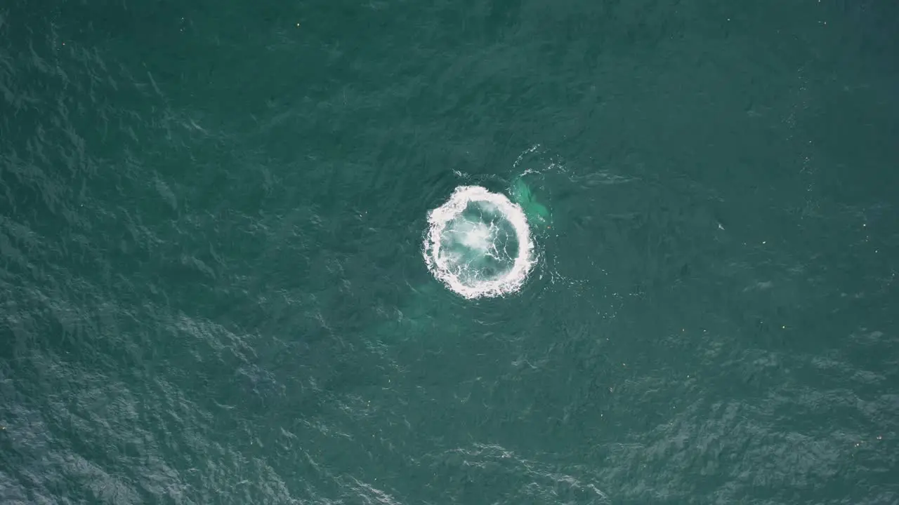 Aerial view above a whale making large bubbles under water top down drone shot