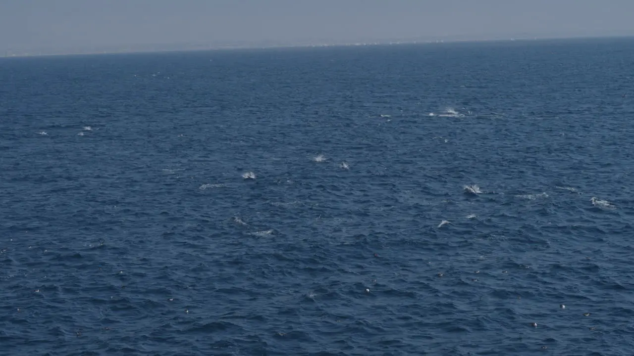 Aerial drone shot dolphin swimming in the sea