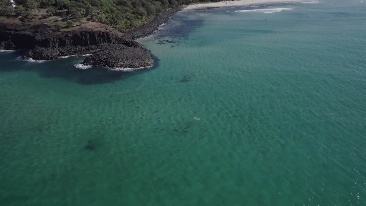 Pod of beautiful Bottlenose Dolphins playing in shallow water Aerial