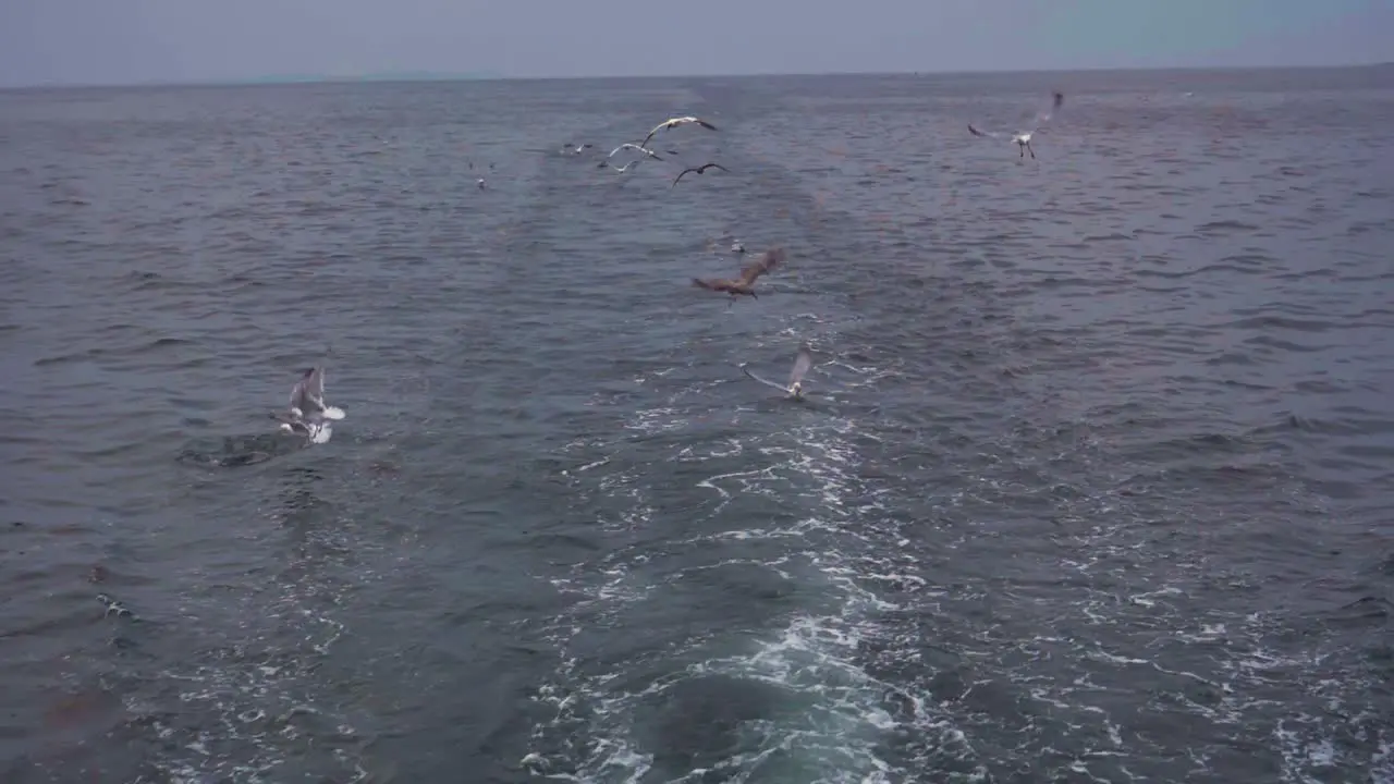 Slow motion view of seagulls Kittiwakes and gannets diving into the sea chasing fish scraps thrown into the ocean from a passing boat