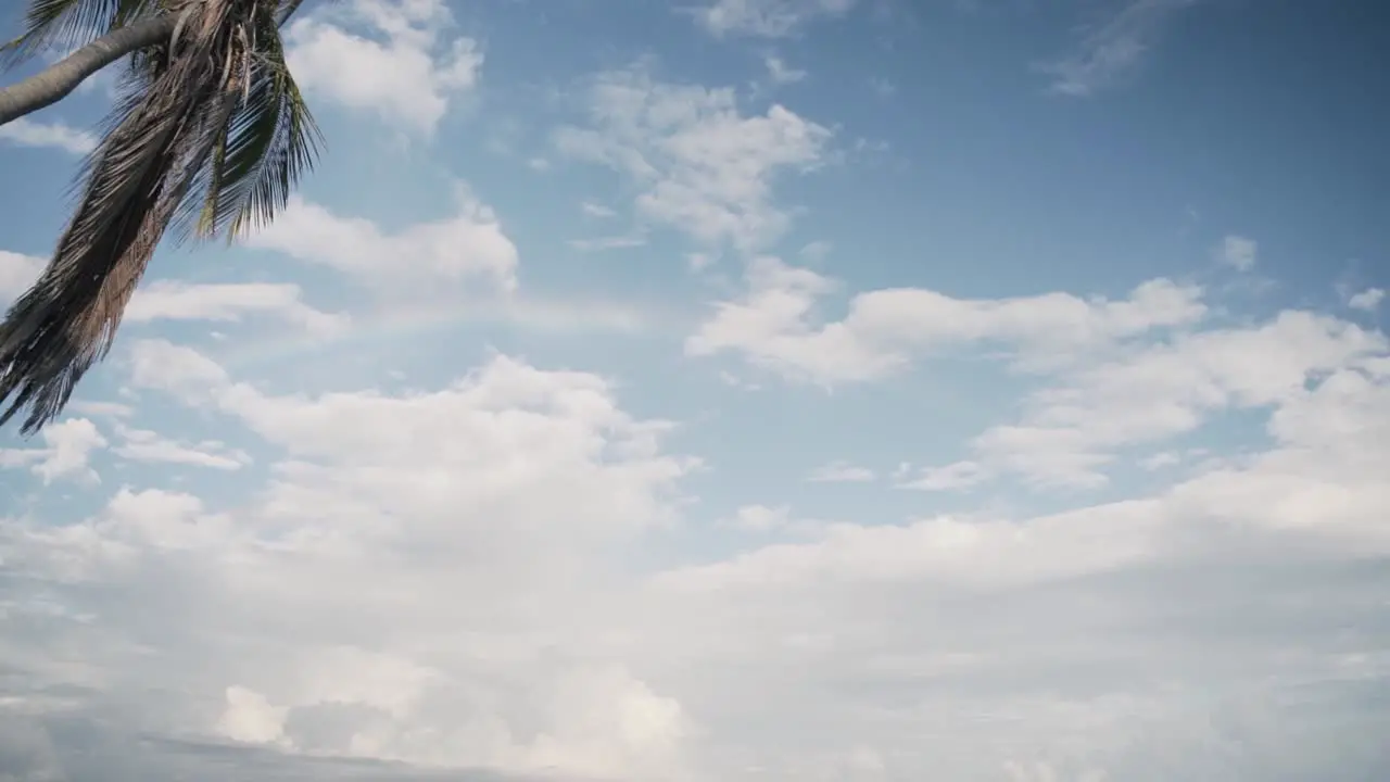 Leaning Palm Tree With A Man Standing Along The Shore In A Beautiful Summer Beach In Tulum Riviera Maya Mexico