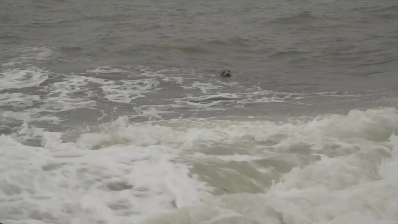 herd of curious seals with head out of sea water surface looking at the beach in horsey gap england uk