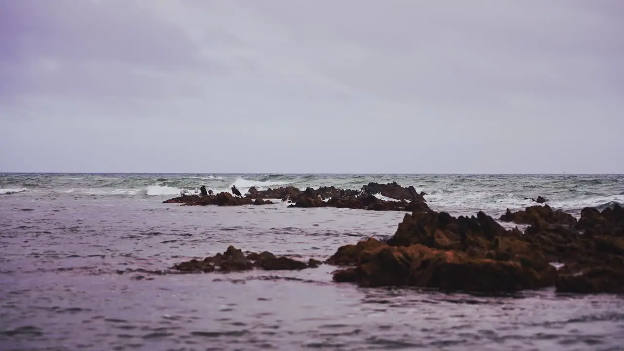 Birds standing on the rocks in slow motion on a cloudy day