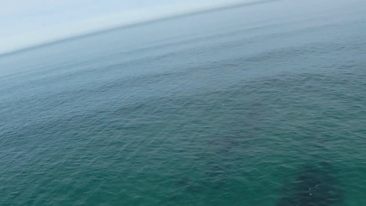 This scenic follow focus video shows sea birds flying across Cascais ocean in slow motion